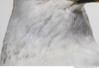 animal skin feathers seagull 0003